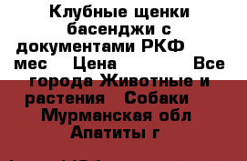 Клубные щенки басенджи с документами РКФ - 2,5 мес. › Цена ­ 20 000 - Все города Животные и растения » Собаки   . Мурманская обл.,Апатиты г.